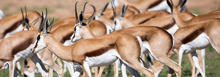 Springbok herd